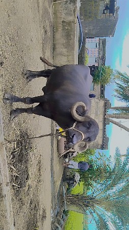 थंबनेल 3