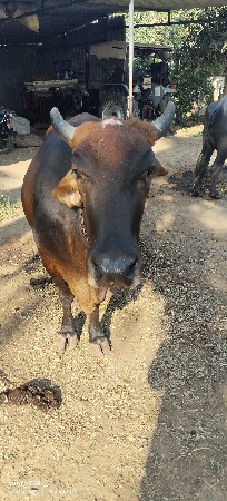 ગાય વેચવાની છે પાંચ મુ વેતર