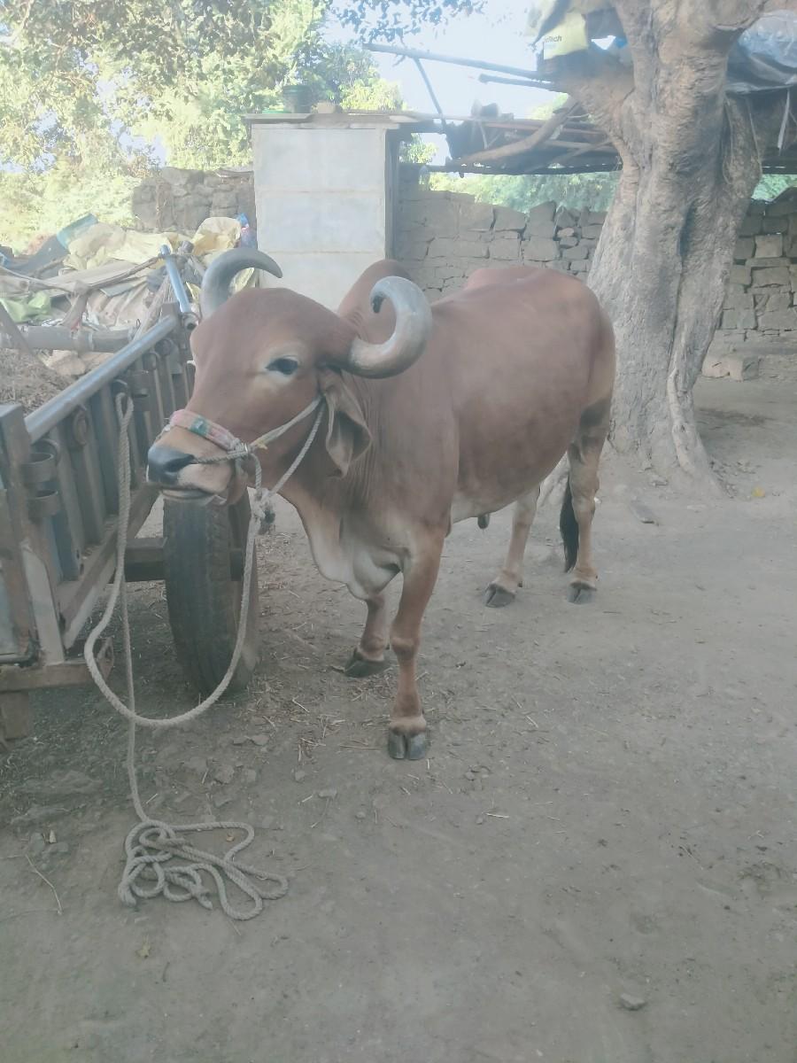 थंबनेल 3