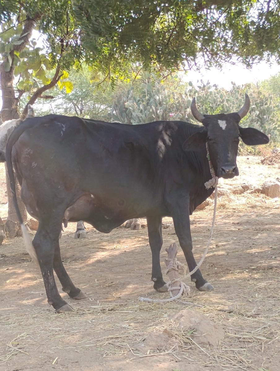 થંબનેલ 3