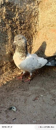 થંબનેલ 3