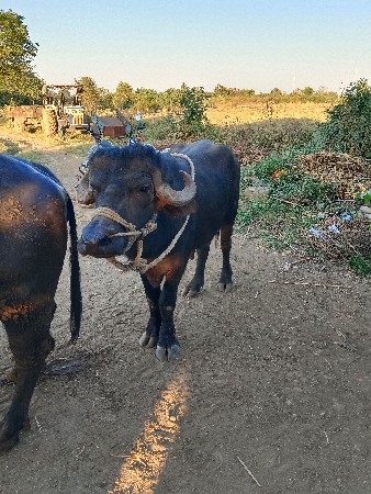 थंबनेल 3