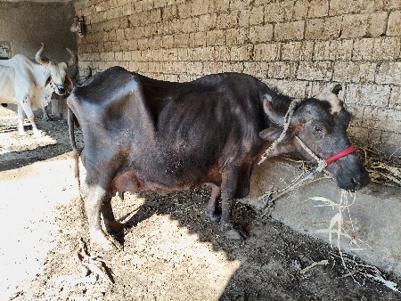 6 litre dudh 6 litre dudh