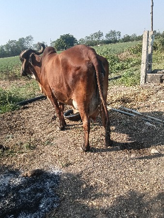 gay vechavani chhe 3 aachari