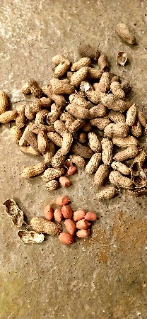 G 20 માડવી