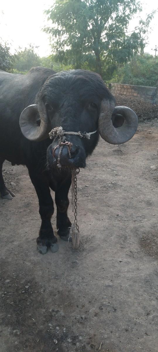 પાડો વેચવાનો છે.