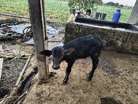 veshvani se 7 divash ni