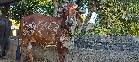 થંબનેલ 2