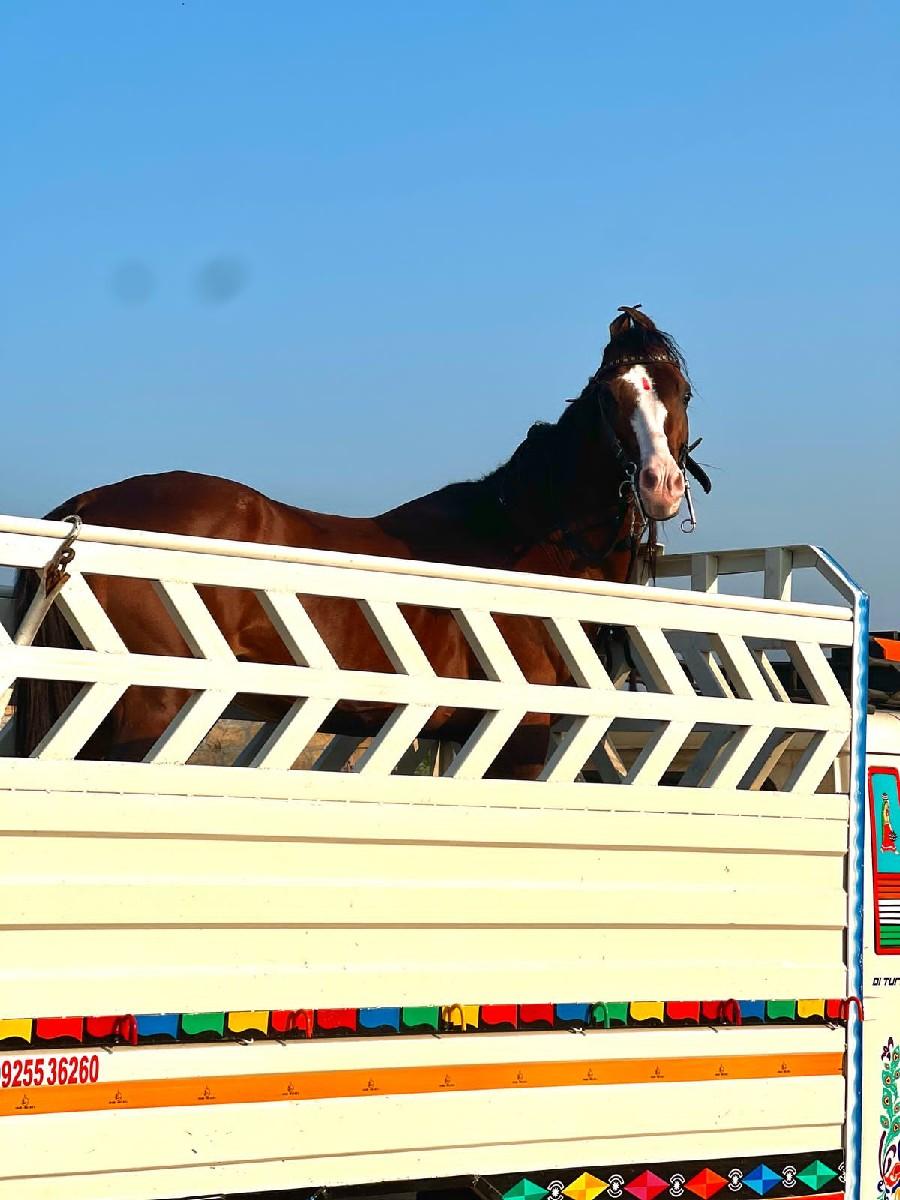 थंबनेल 2