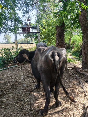 थंबनेल 2