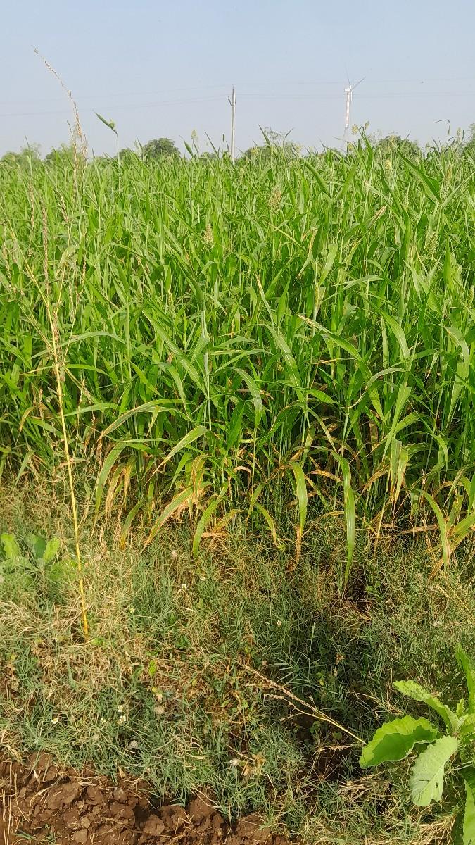 ઘુધરી વેચવાની છે  5 વીઘા  લિલી