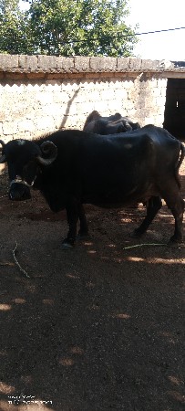 ભેંસ વેચવાની છે