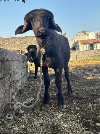 थंबनेल 3