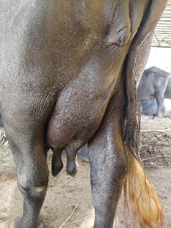 थंबनेल 2