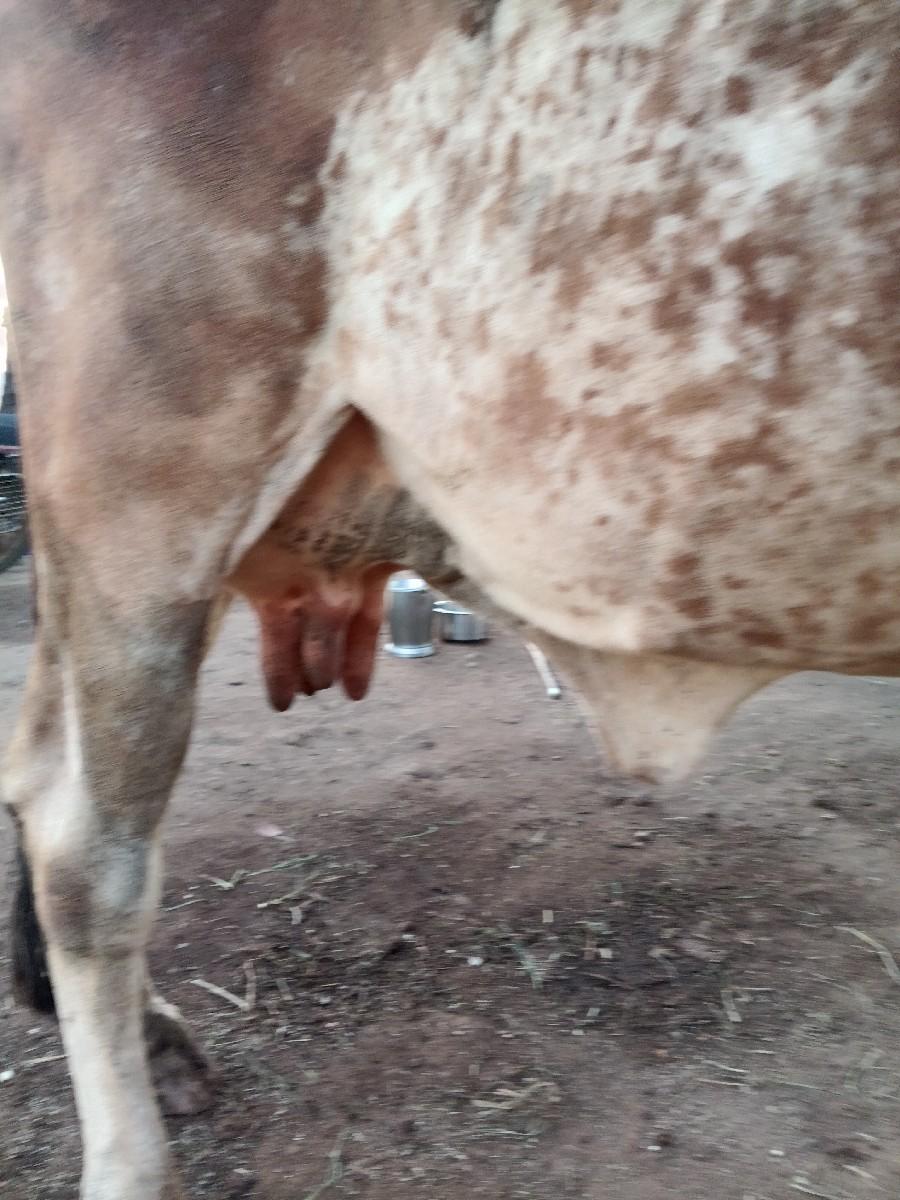 थंबनेल 3