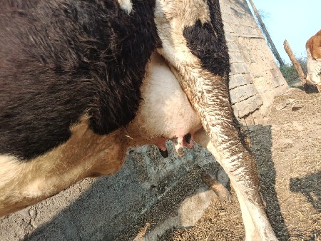 જર્સી વેસવાની છે.