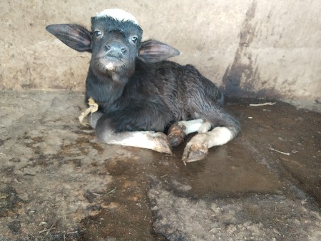 थंबनेल 2