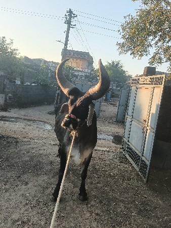 थंबनेल 3