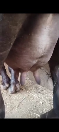 ભેંસ વેચવાની છે