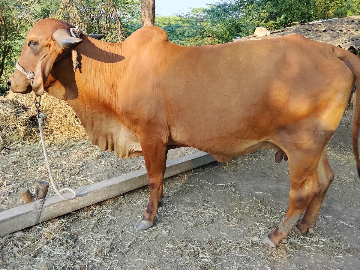 थंबनेल 2