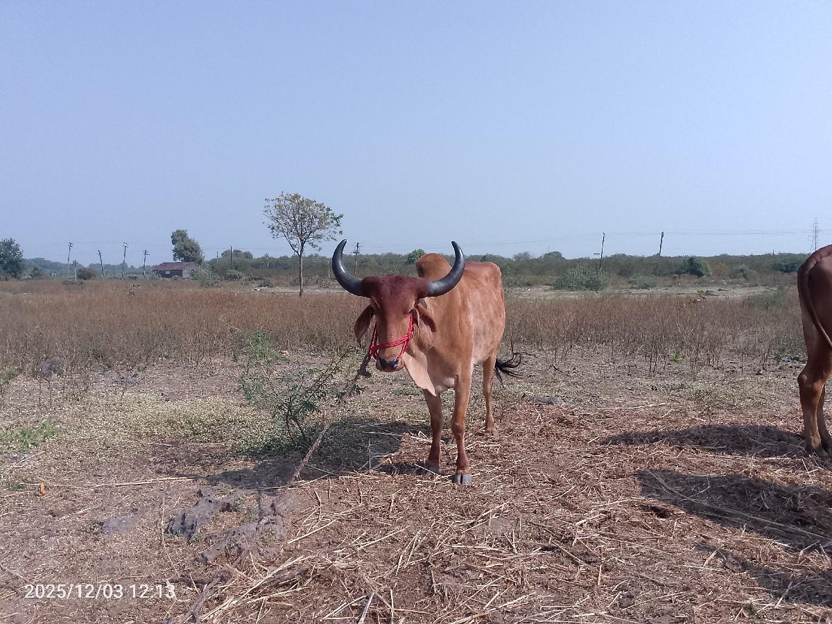 थंबनेल 2