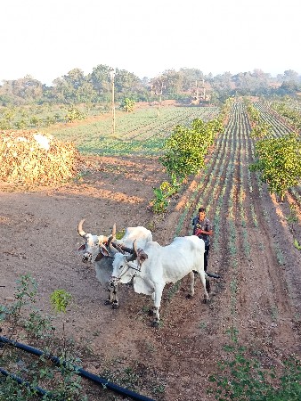 બળદ વેચવાના છે