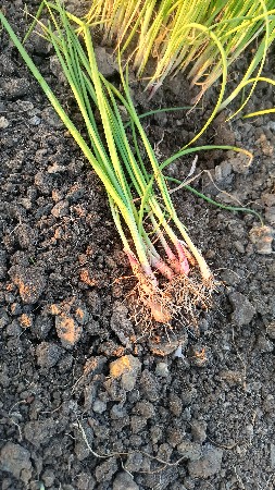 ડૂંગળી  નો રૂપ