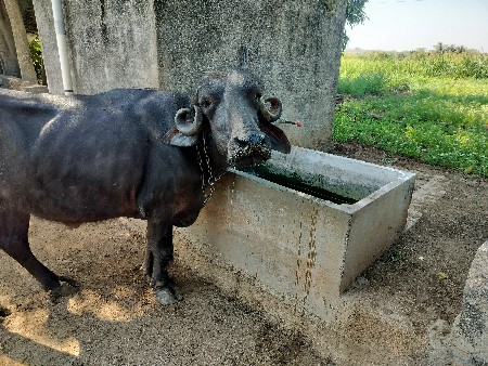 थंबनेल 2