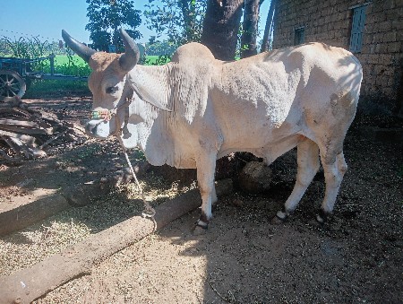ગોઢલા વેચવા ના છે