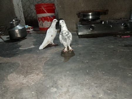 थंबनेल 3