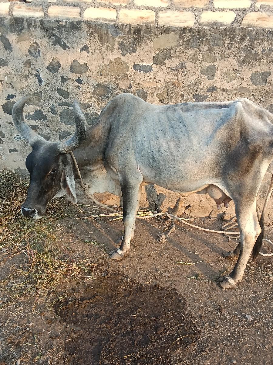 થંબનેલ 2