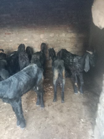 બકરી ઓ વેચવાની છે