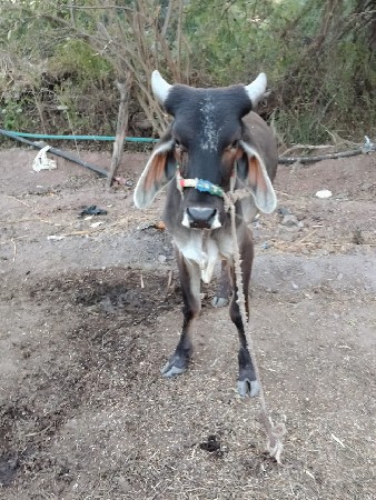 गठाला ve chava na che