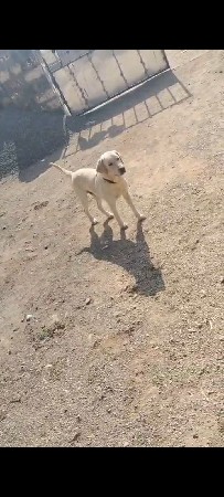 લેબરા કુતરો વેસવાનો સે