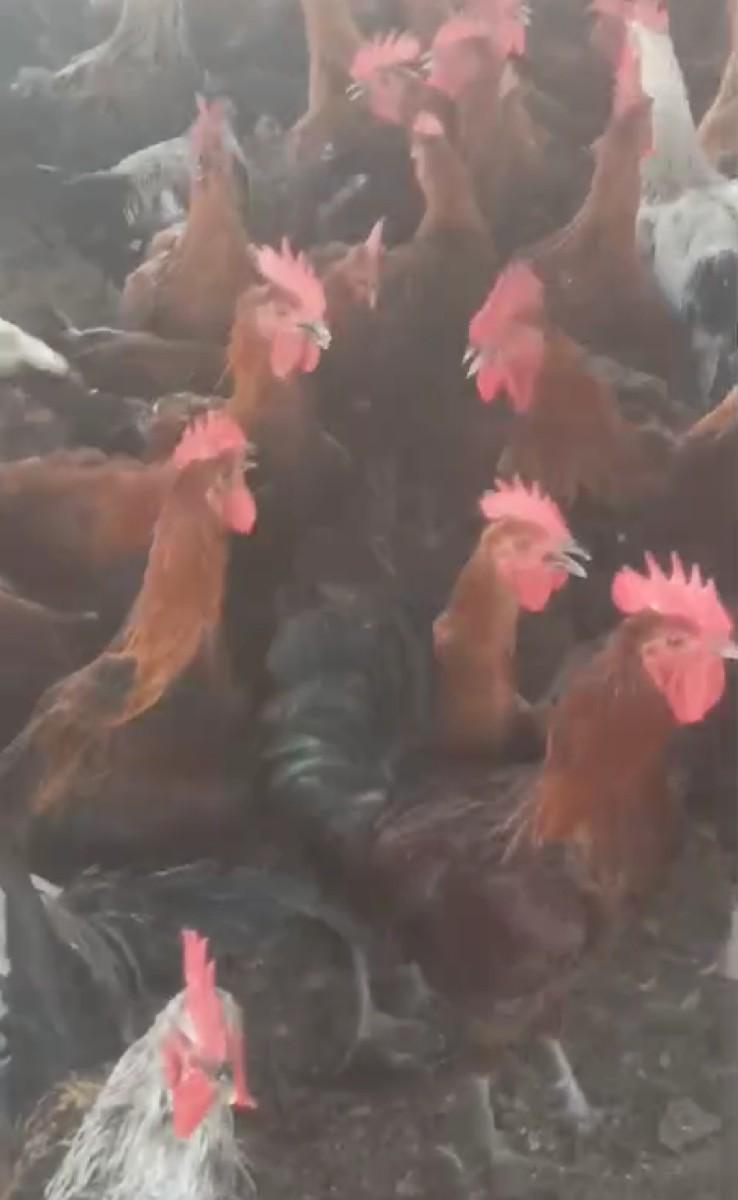 દેશી મુરધા વેચવાના છે