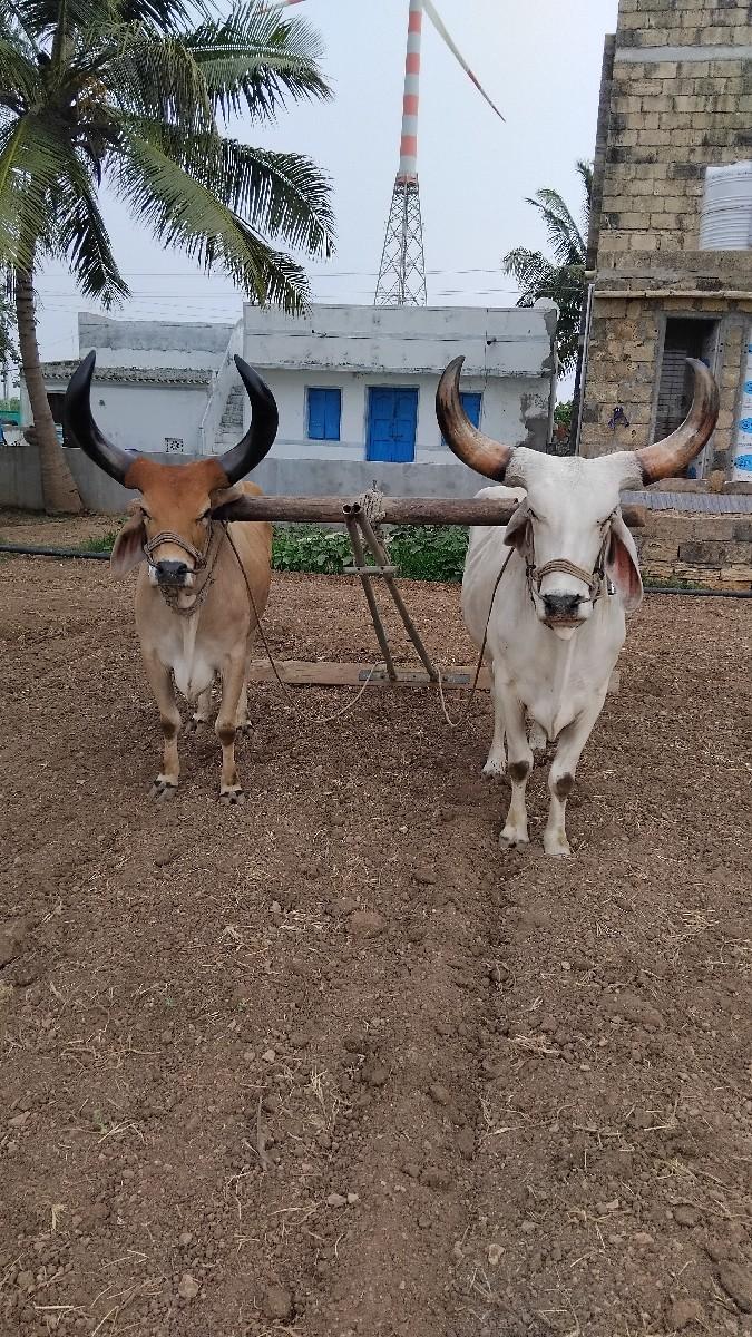 બળદ વેશવાના છે