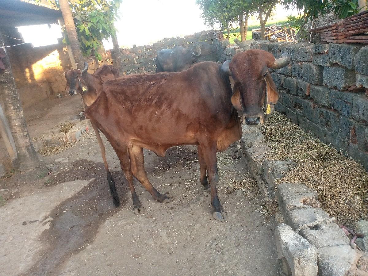 थंबनेल 3