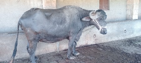 थंबनेल 2