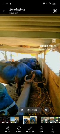 ભેંશ નો તબેલો