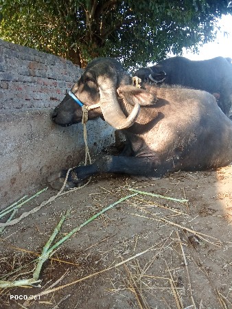 ભેંસ વેચવાની છે