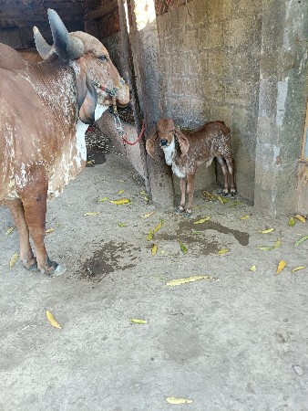 કાબરી ગાય વેચવાની છે