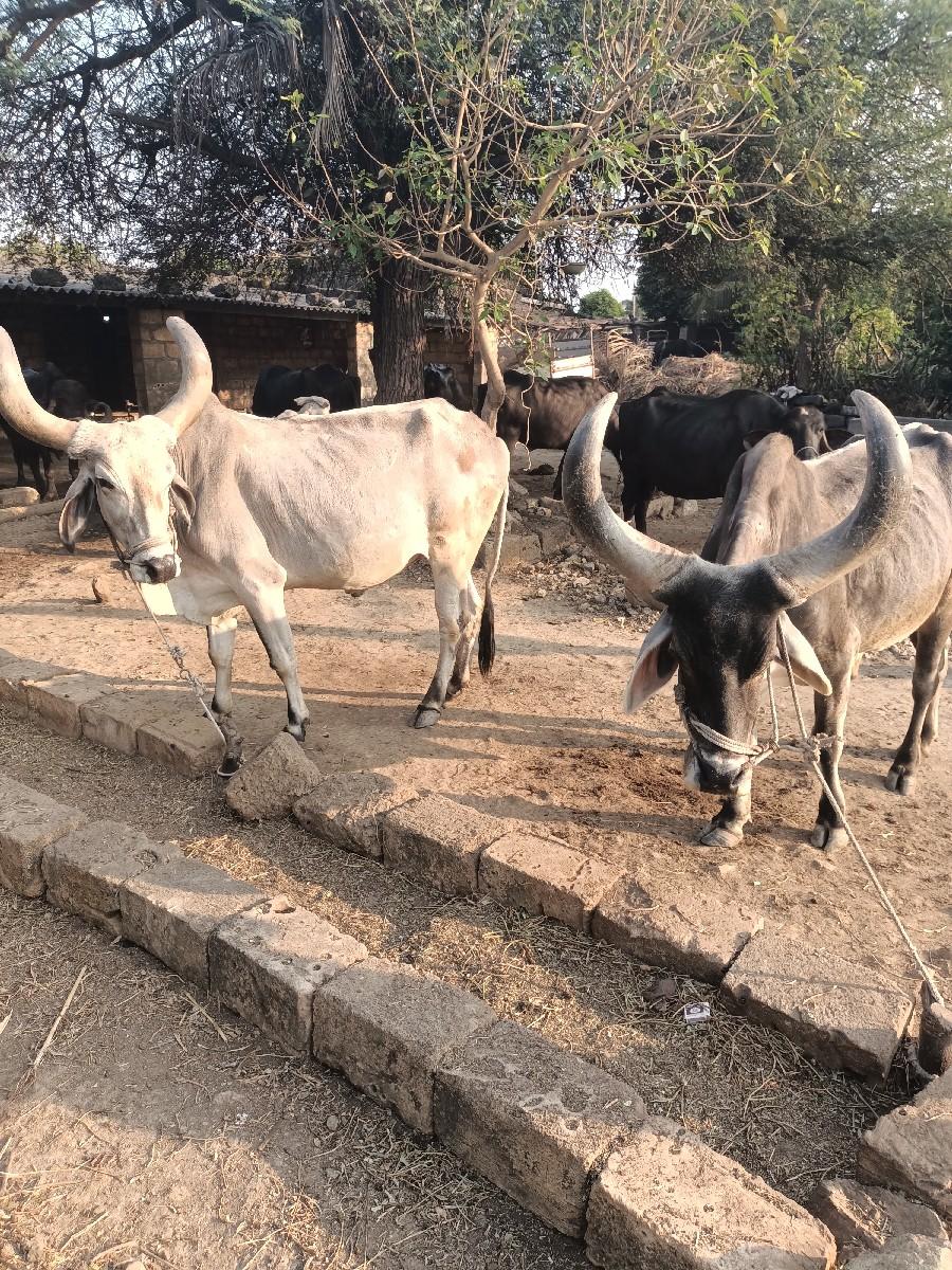 બળદ‌ વેચવાના છે..