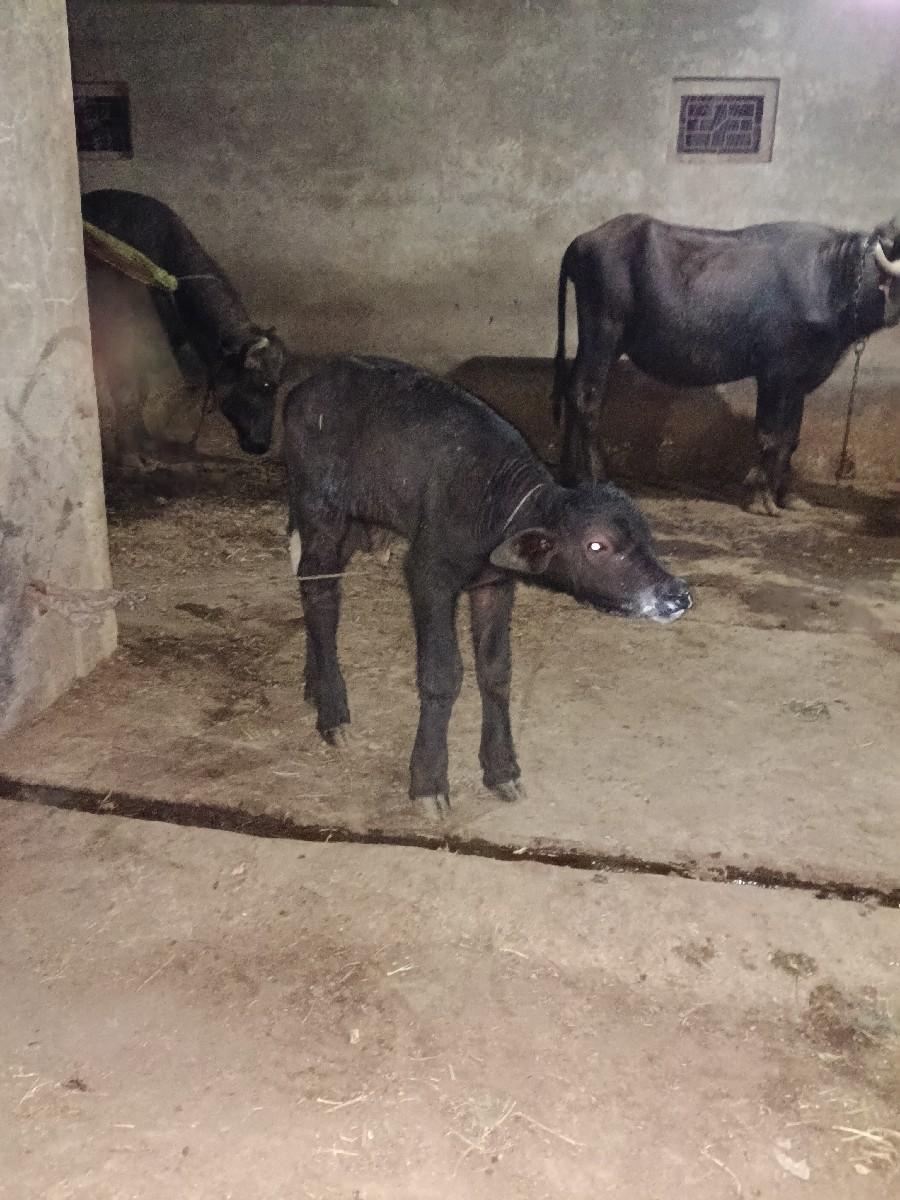 थंबनेल 3