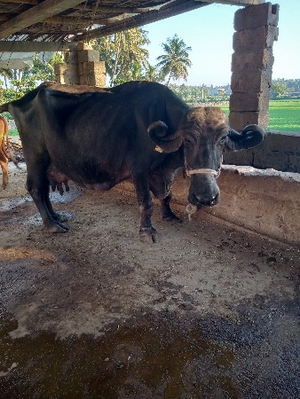 ભેશ વેચવાની છે