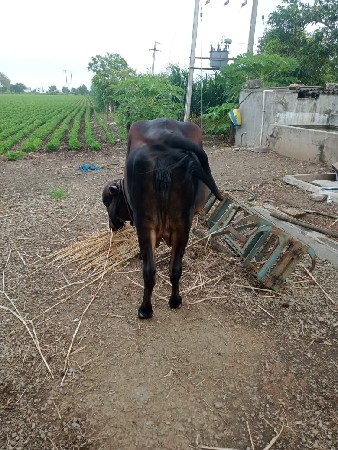 થંબનેલ 2