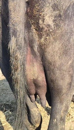 પેલાં વેતર માં ખડેલી