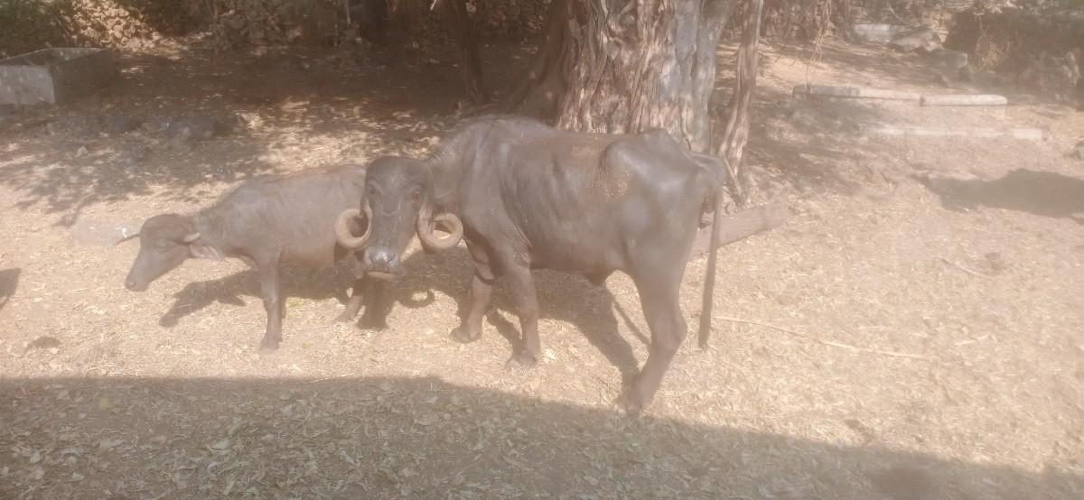 થંબનેલ 3