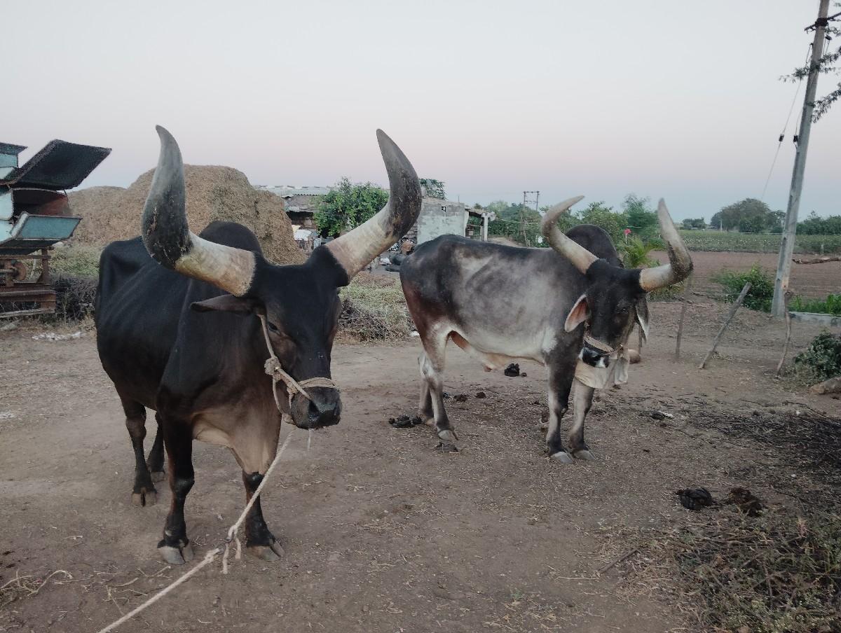 थंबनेल 3