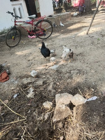 મોજાવાળા વેચવાના છે મુરઘીના