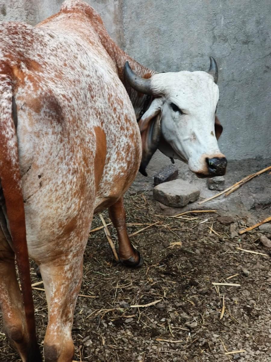 થંબનેલ 2